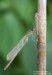 Šidélko kroužkované (Vážky), Enallagma cyathigerum, Zygoptera (Odonata)